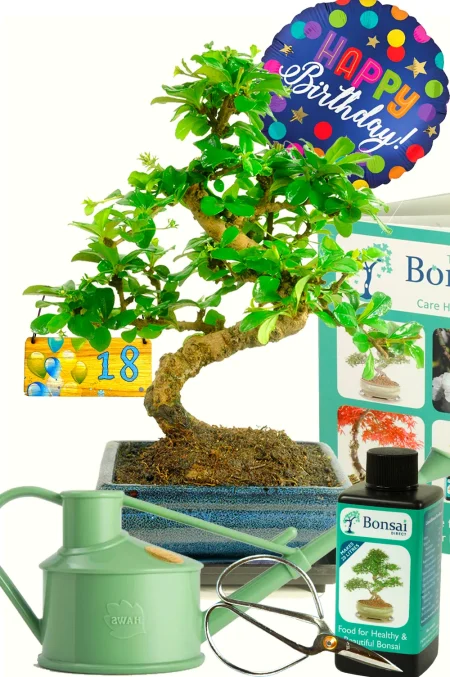 Outstanding Twisty Flowering Tea Tree Bonsai Kit - Milestone Birthday