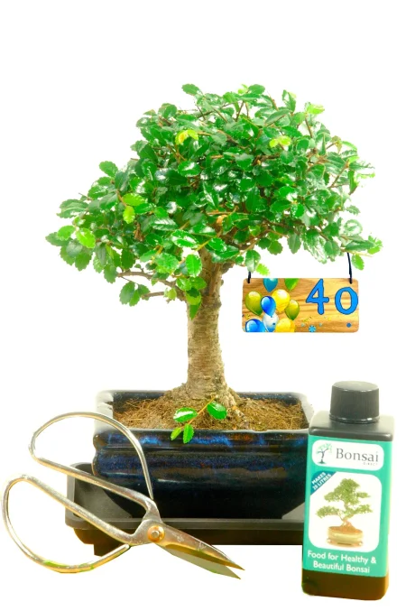 Milestone Birthday Gift | Beginners Baby Bonsai Set with Choose Your Age Tag
