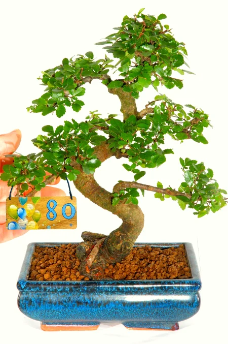 Very easy care milestone bonsai tree gift