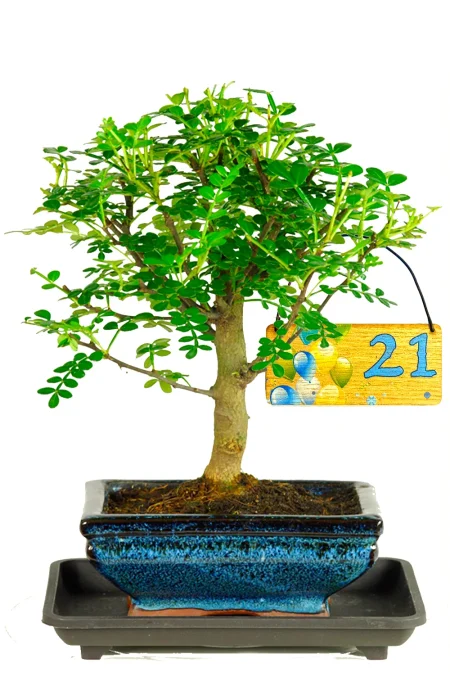 Aromatic Pepper Baby Indoor Bonsai – Landmark Birthdays Celebration Gift
