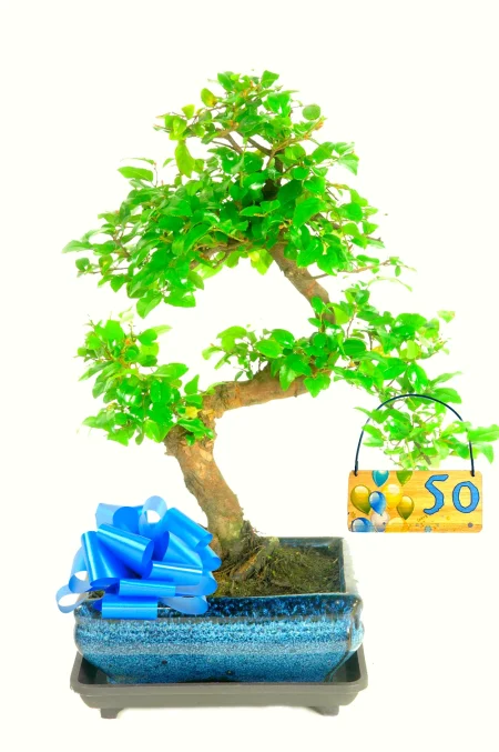 Celebrate their significant birthday with a fruiting Chinese Sweet Plum bonsai gift!