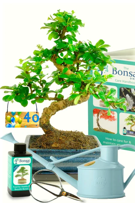 Beautiful flowering bonsai birthday milestone kit