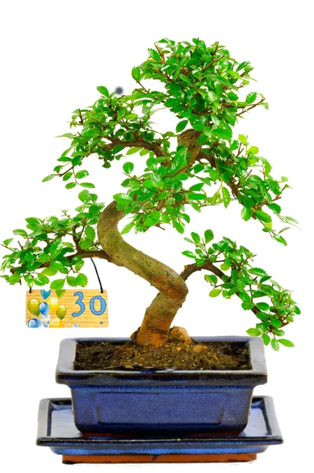 Celebrate their milestone birthday, or anniversary and other occasions, with an artistic Chinese Elm bonsai gift!