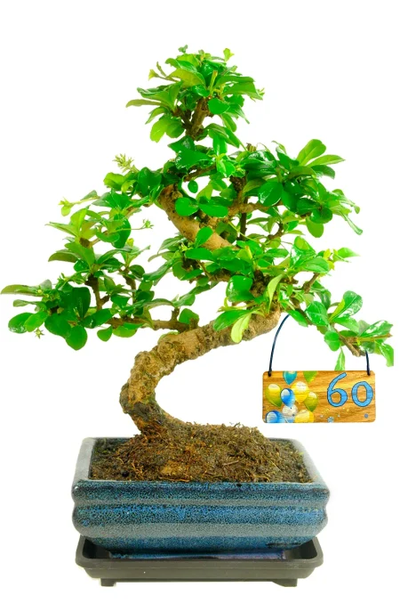 Flowering s-shaped indoor bonsai birthday gif | Fukien Tea Tree - Celebrate their milestones