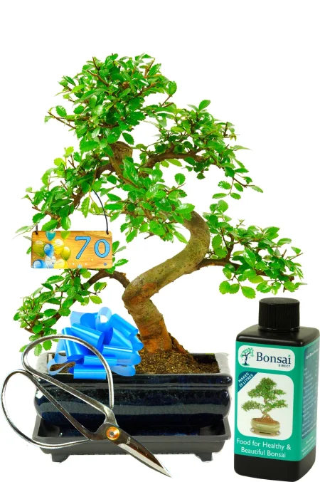 Treat them to a beginner friendly Chinese Elm bonsai gift set | Ideal kit for beginners!