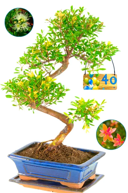 Flowering and fruiting milestone bonsai birthday gift UK