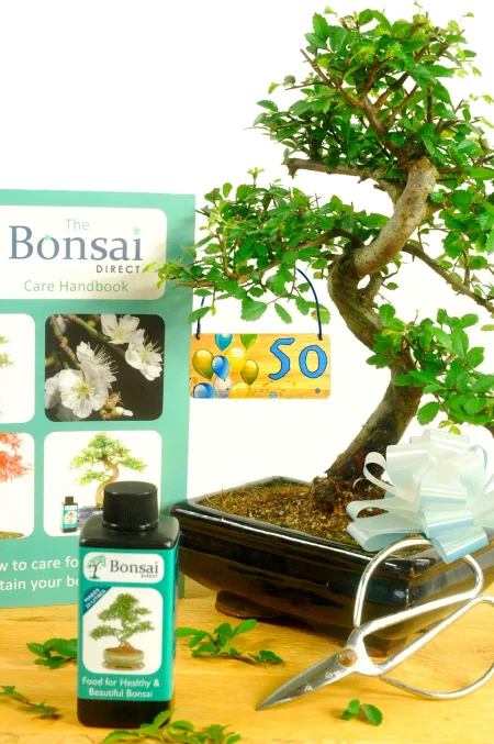 Milestone Birthday Gift | Chinese Elm Bonsai Starter Kit