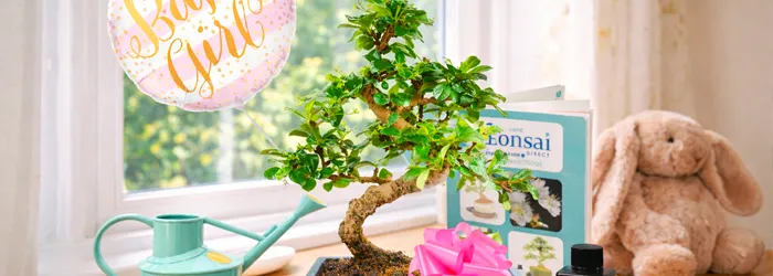 Bonsai Gifts for New Parents