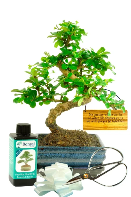 Twisty s-shaped flowering indoor bonsai starter kit - No matter where we go or what life throws at us, we will always be together