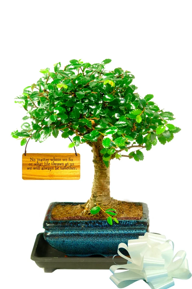 Beginners baby bonsai - No matter where we go or what life throws at us, we will always be together