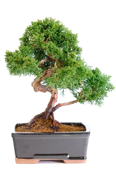 Elegant, Twisty Chinese Juniper Bonsai Tree | Juniperus chinensis Evergreen Bonsai Classic
