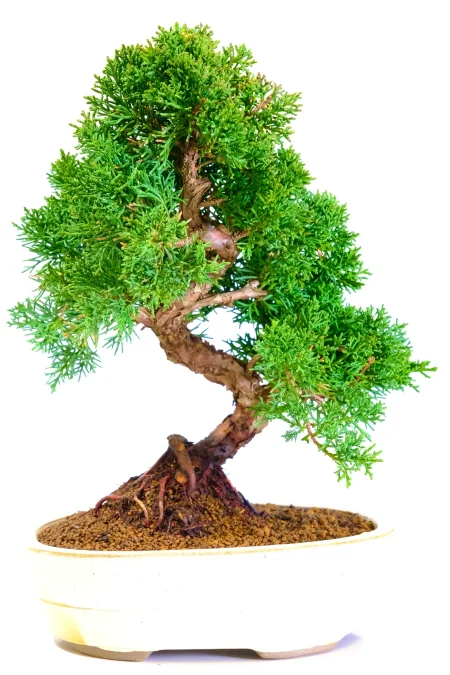 Fruiting 16 year Juniperus Chinensis (Chinese Juniper) Bonsai with Immense Character