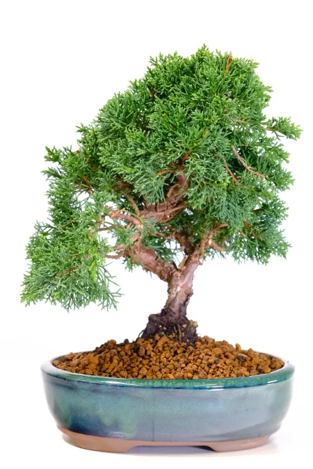 Magnificent Miniature Juniperus Chinensis Evergreen Bonsai Tree