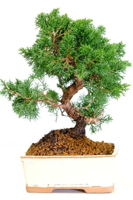 Chinese Juniper Bonsai Tree in Cream Pot | Artistic Evergreen with Blue-Green Foliage