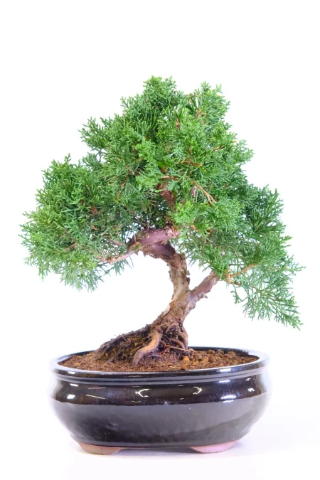 Dwarf Chinese Juniper (Juniperus chinensis) Evergreen Bonsai Classic in Sleek Black pot