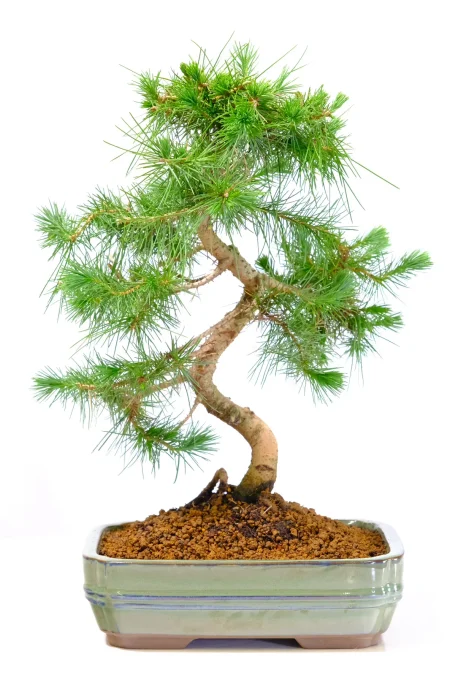 Tall and twisty Aleppo Pine bonsai