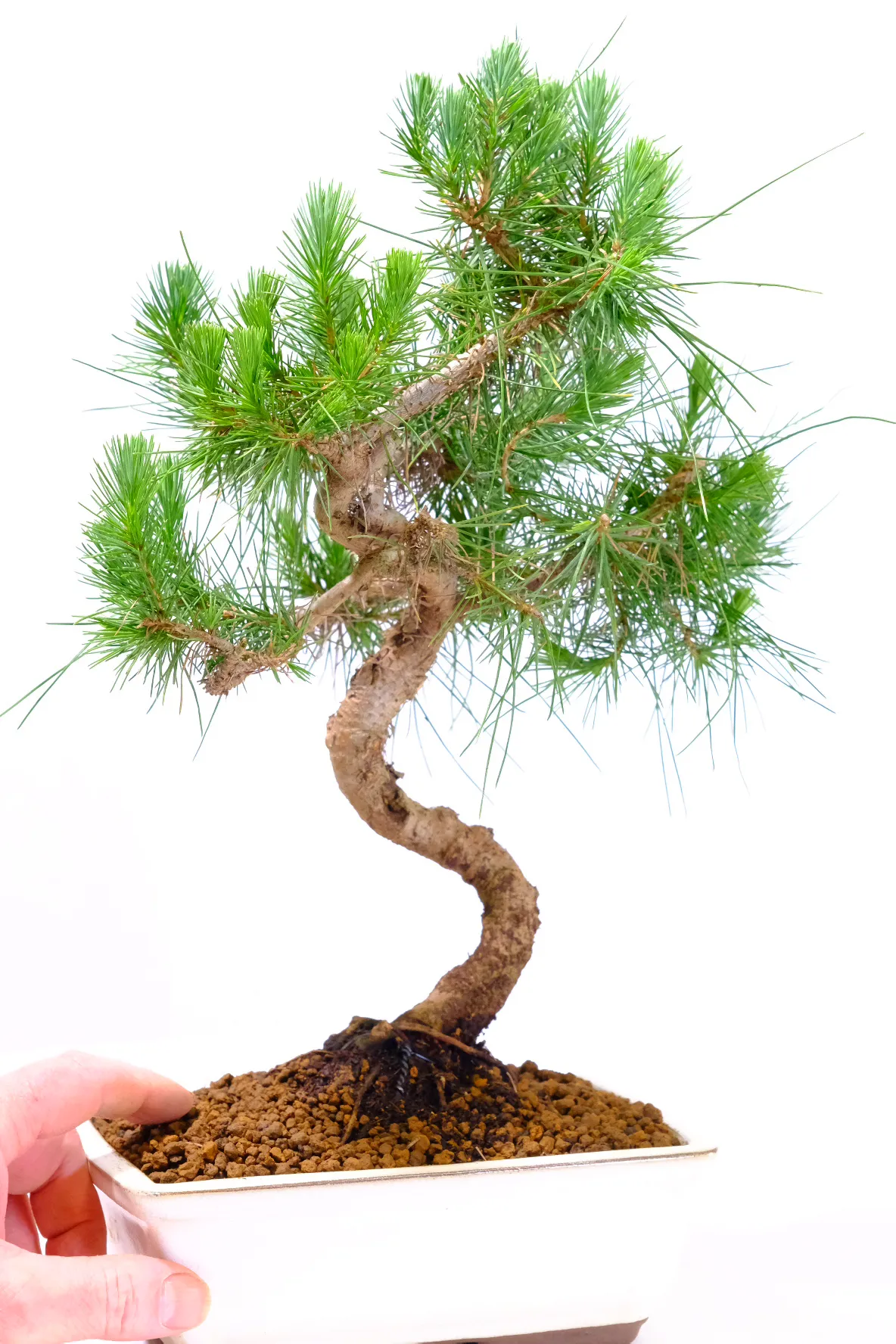 Very easy hardy evergreen bonsai