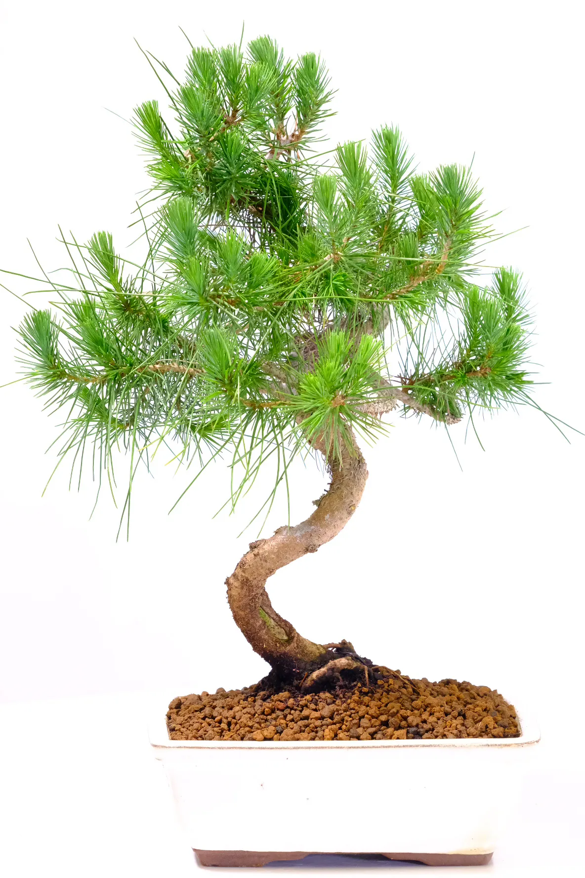 Exposed roots add artistic flare