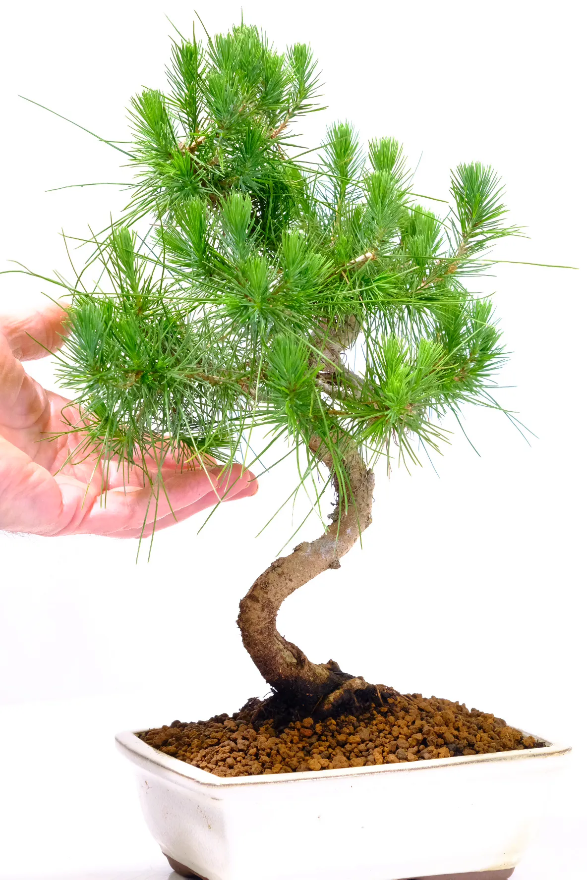 Lovely long candles and twisty trunk