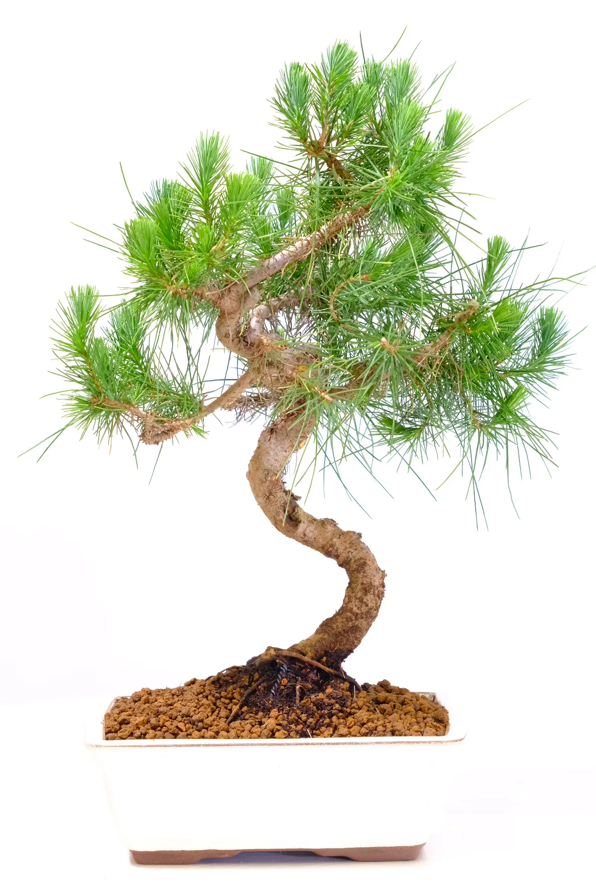 Beautiful Aleppo Pine bonsai tree for sale
