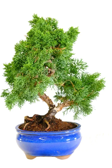 Classic Hardy Chinese Juniper Bonsai Tree | Juniperus chinensis Evergreen Bonsai