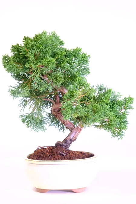 Quality Hardy Juniper Evergreen Bonsai Tree