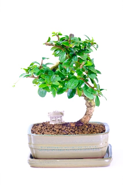 Dwarf Flowering Bonsai