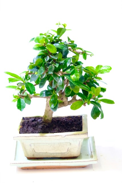 Miniature Bonsai | Woodland-Style Flowering Indoor Fukien Tea Tree Bonsai