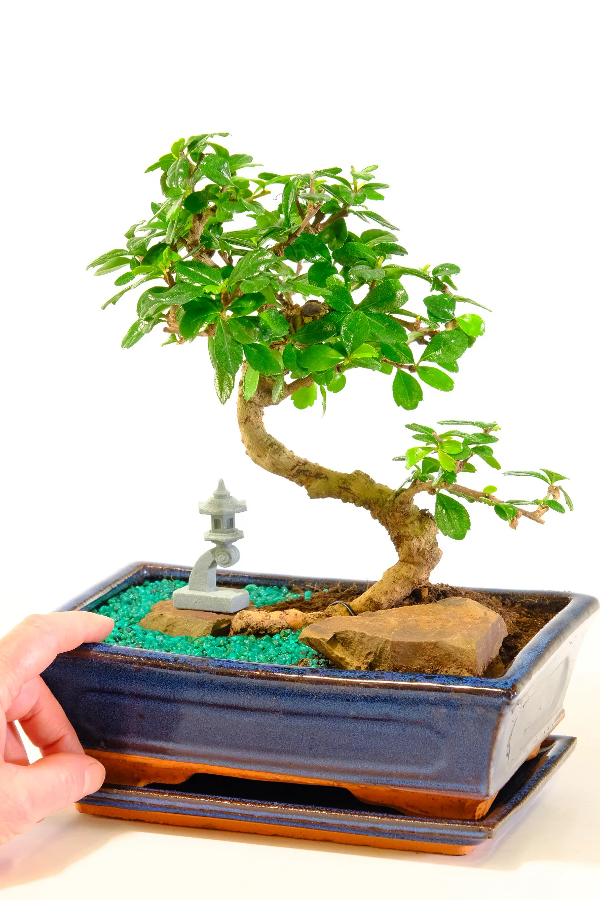 A lovely indoor bonsai garden for sale