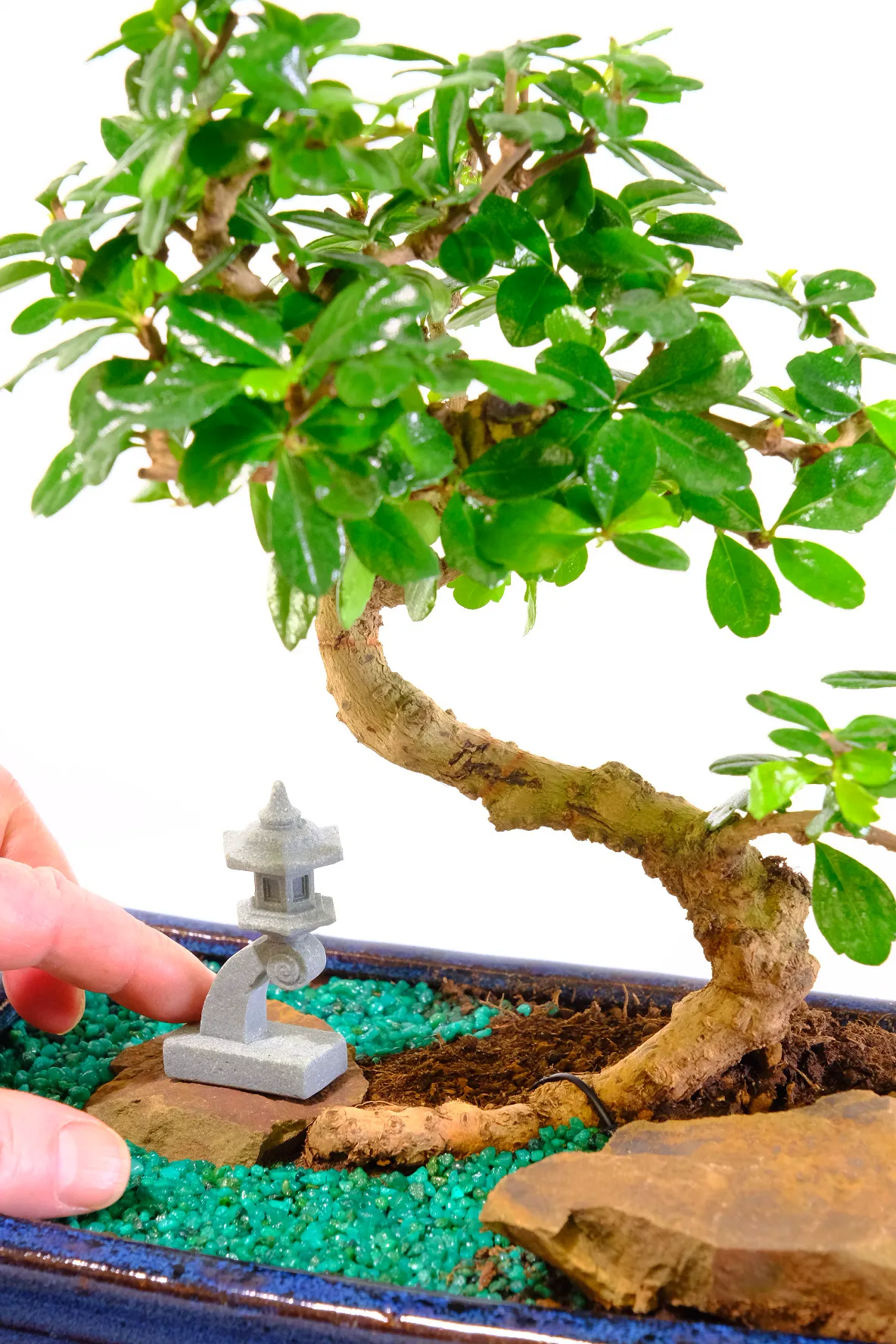 Beautiful curves in the trunk flow of this Carmona bonsai tree