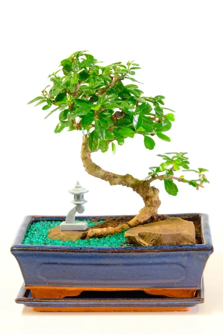 Flowering Traditional Japanese Indoor Zen Bonsai Garden with Lantern