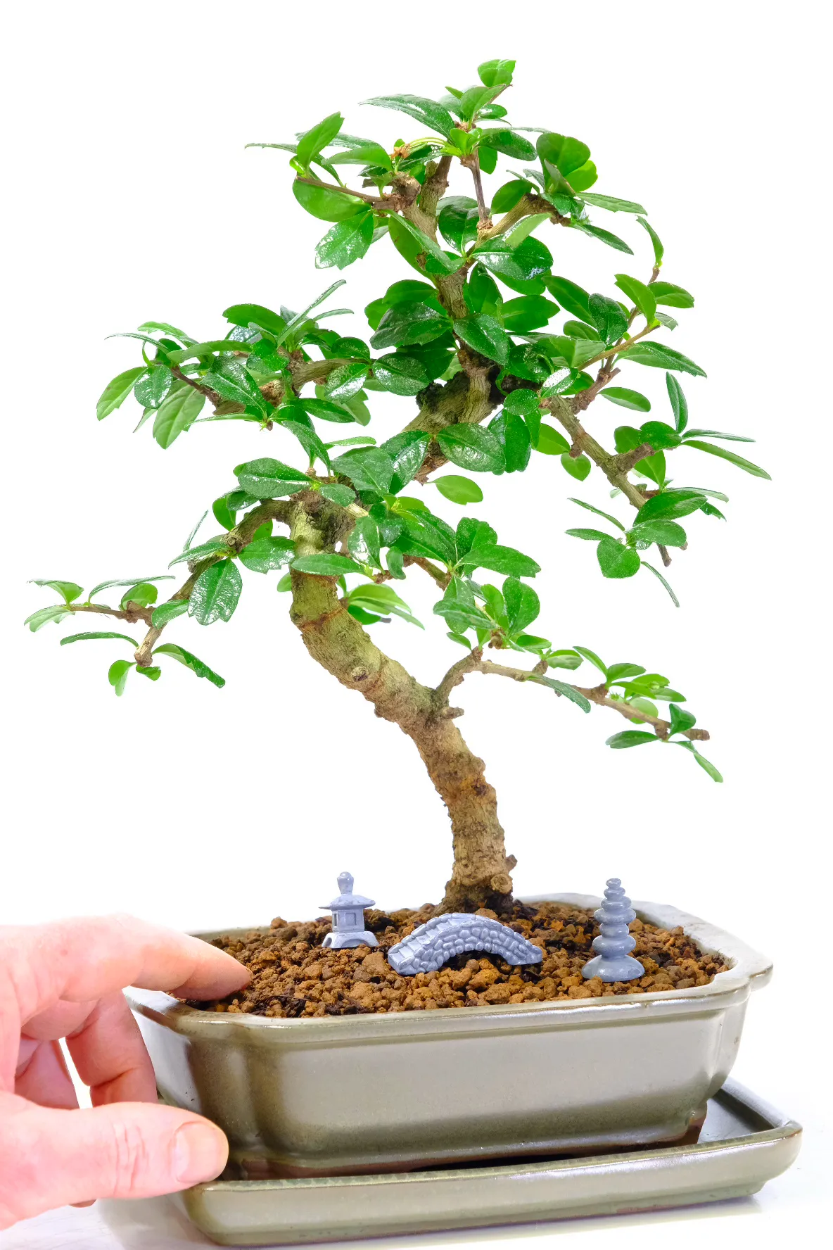 Very pretty flowering bonsai tree