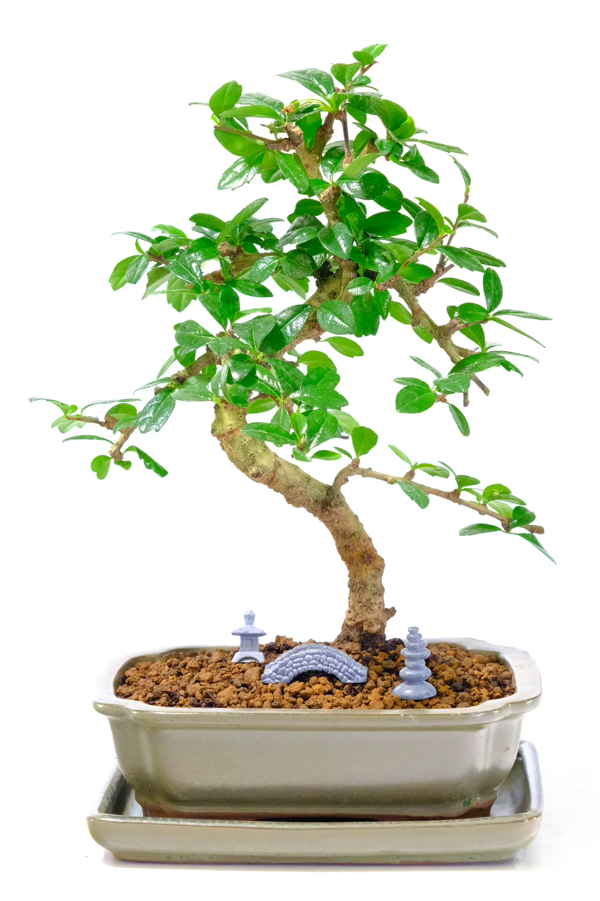Beautiful bonsai Fukien Tea Tree
