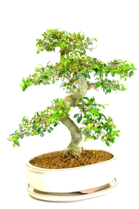 Powerful Large Chinese Elm Bonsai Tree – Mature Indoor Specimen