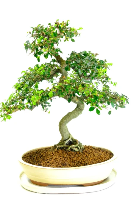 Incredible Chinese Elm Bonsai Tree | Neat, Commanding Presence & Impressive Stature