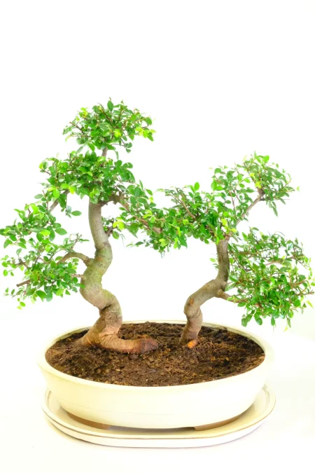 Incredible twin Chinese Elm Bonsai