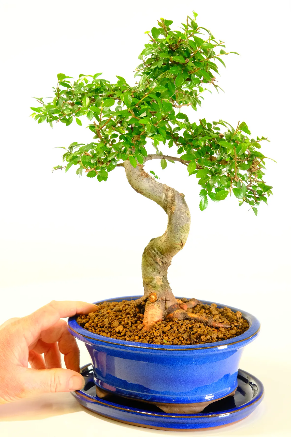 Awesome clean and simple lines | Umlus parvifolia bonsai tree for sale