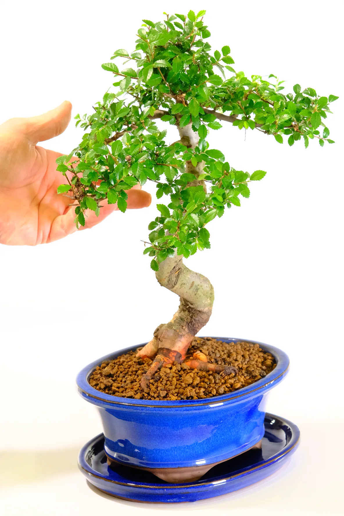 A strong and bold Chinese Elm bonsai tree in blue pot