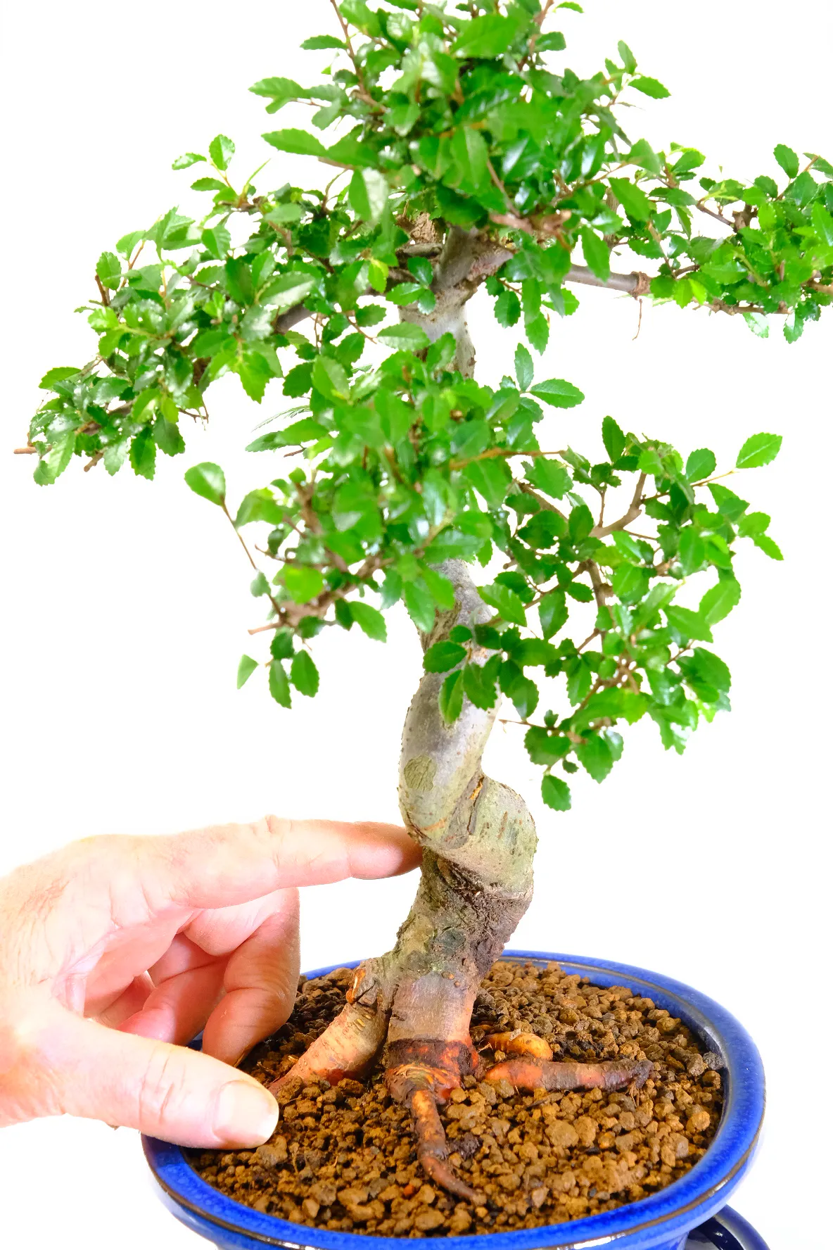 Powerful twisty trunk of this unique Chinese Elm bonsai tree for beginners