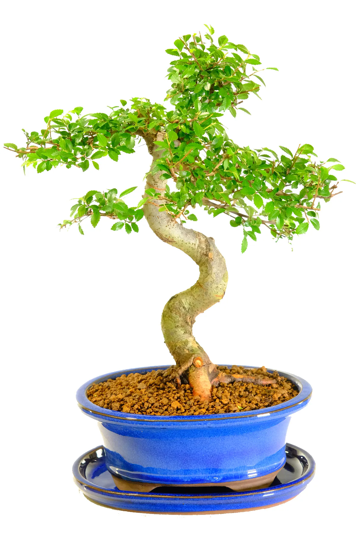Unique Chinese Elm Bonsai Tree – 15-Year-Old Premium in Royal Blue Pot