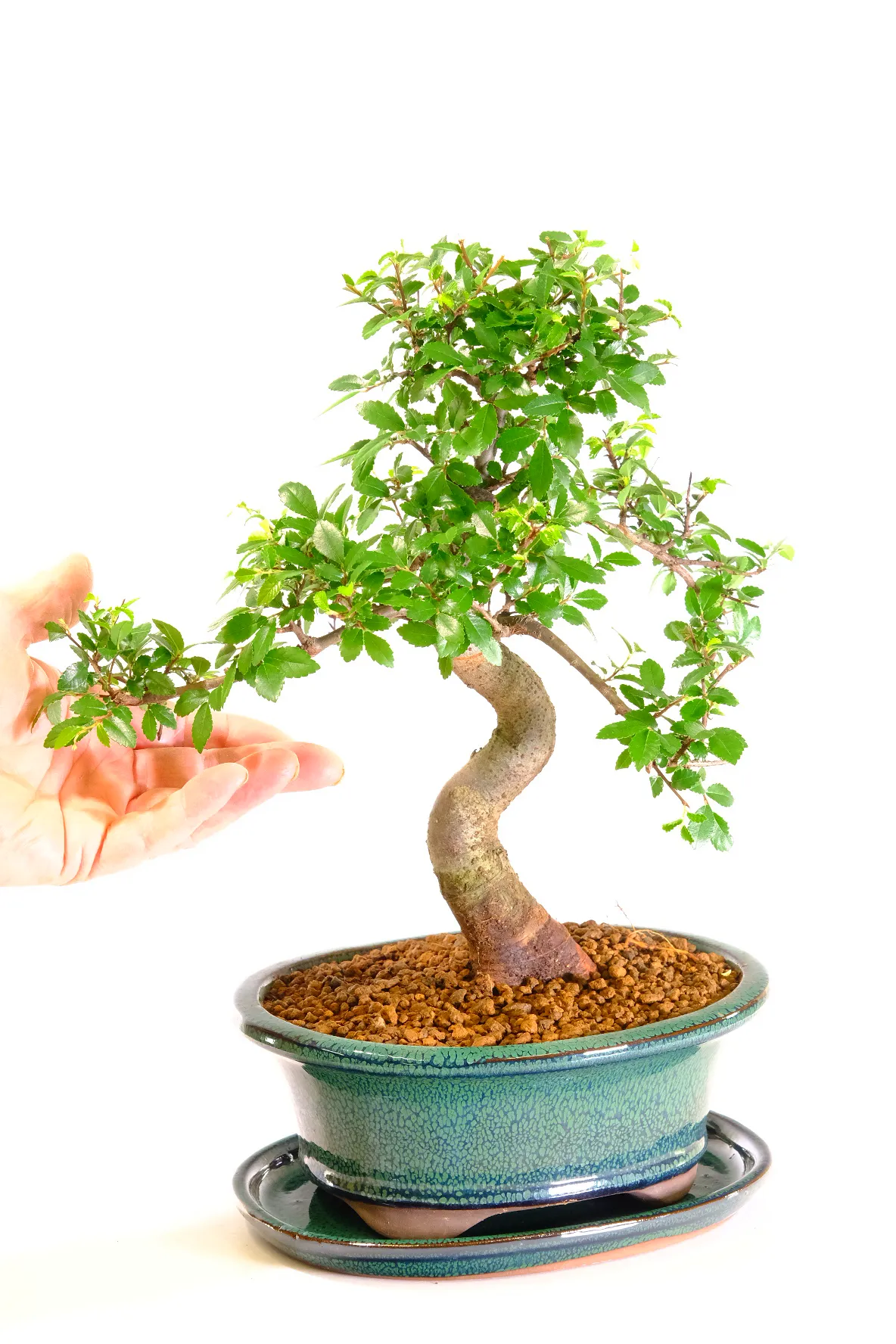 Impressive Chinese Elm in Forest green pot
