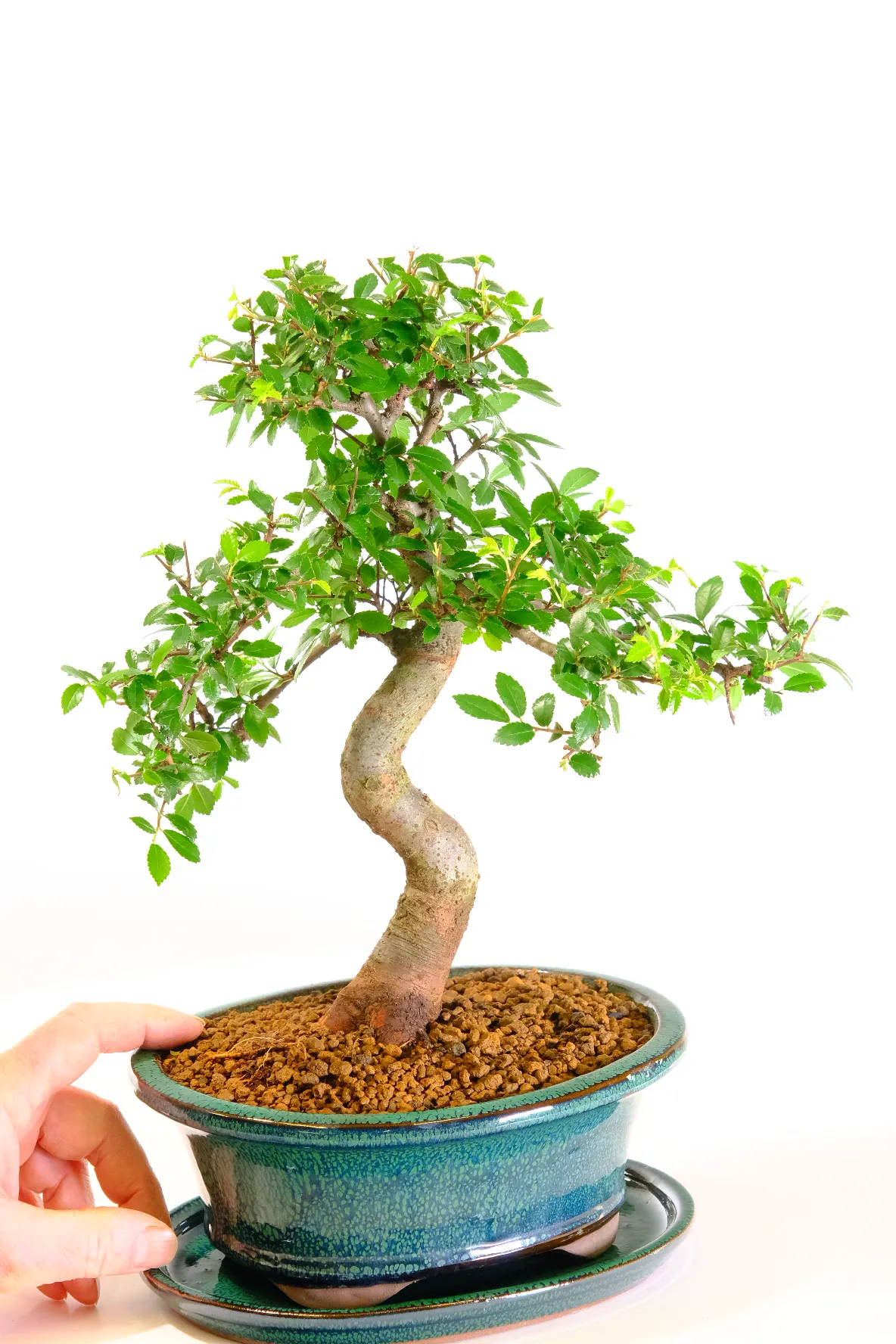 A Wonderful Beginner’s Chinese Elm Bonsai