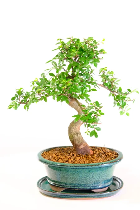 Remarkable 15-Year Chinese Elm Bonsai – Powerful Trunk Flow in Forest Green Pot