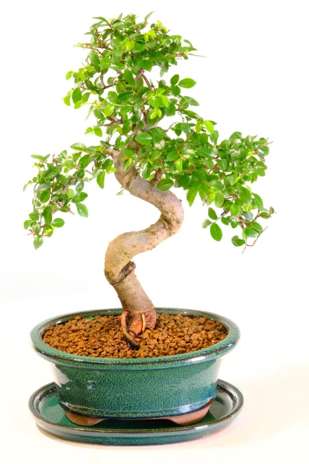 Powerful 15-Year Indoor Chinese Elm Bonsai – Mature Forest Green Premium Specimen