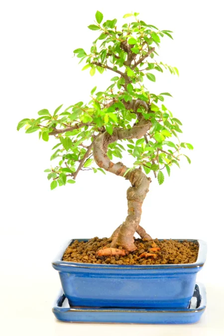 Chinese Elm full of character for sale