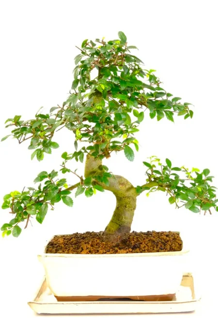 Incredible Chinese Elm Bonsai Tree | Neat, Commanding Presence & Impressive Stature in Miniature Form