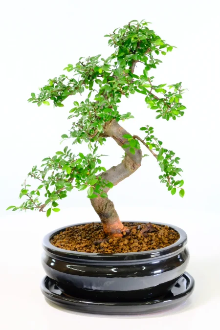 Chunky and twisty beginners bonsai