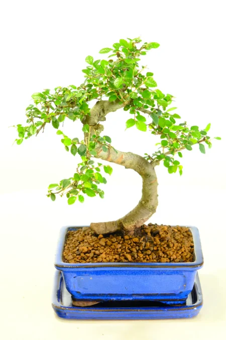Unique twisty indoor bonsai tree Chinese Elm