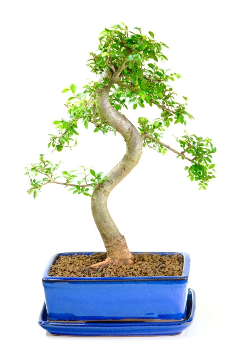 Spectacular Chinese Elm Bonsai tree for sale