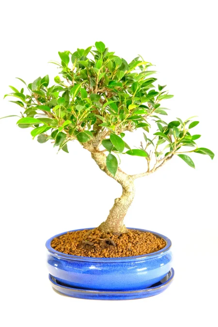 Devine Dwarf Ficus Beginners Bonsai | Remarkable Styling